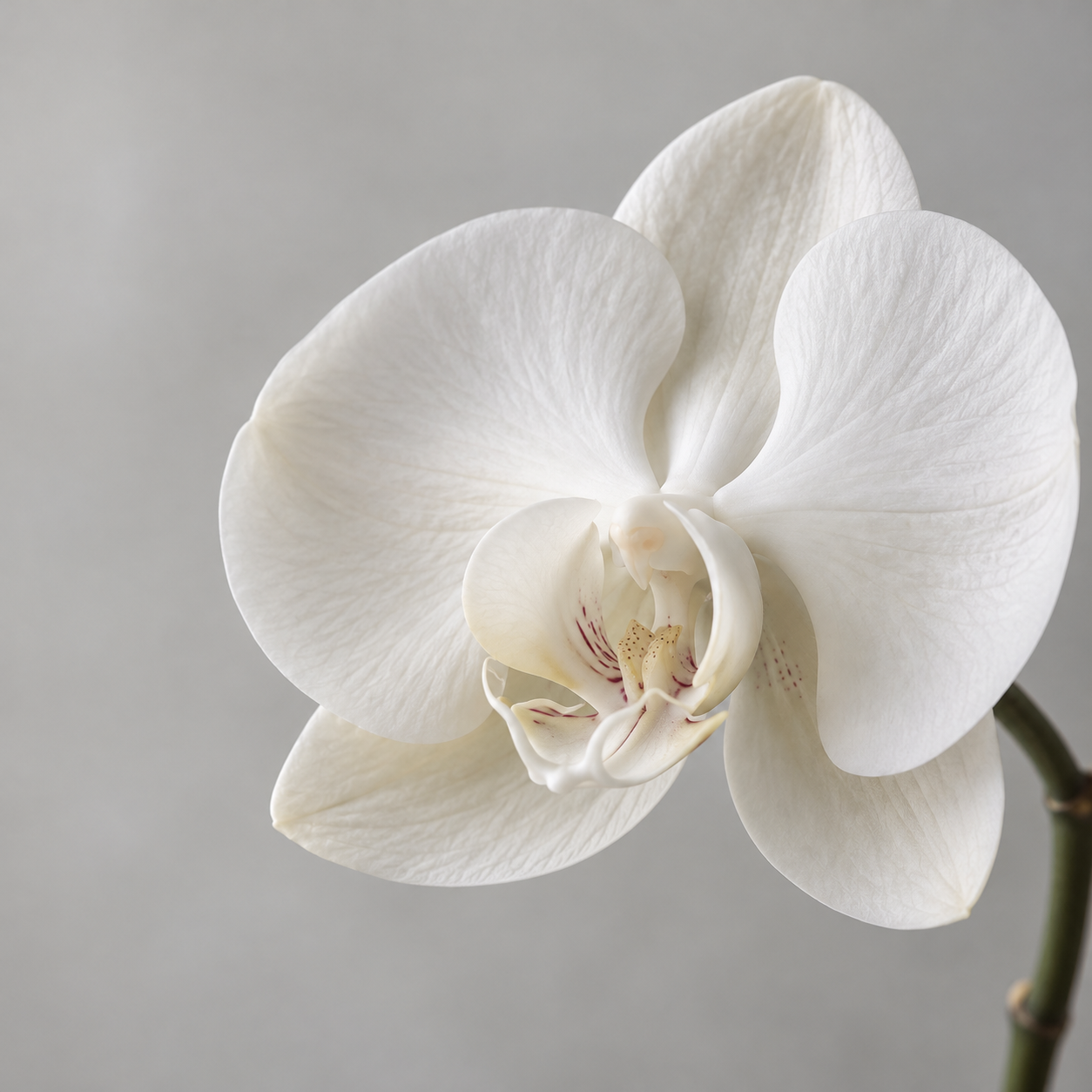 White orchid blossom on a soft grey background