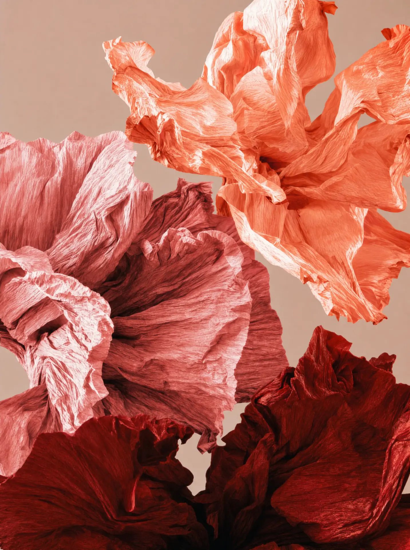 Pink-blush and red flower petals