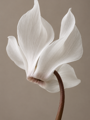 A white flower on a taupe background