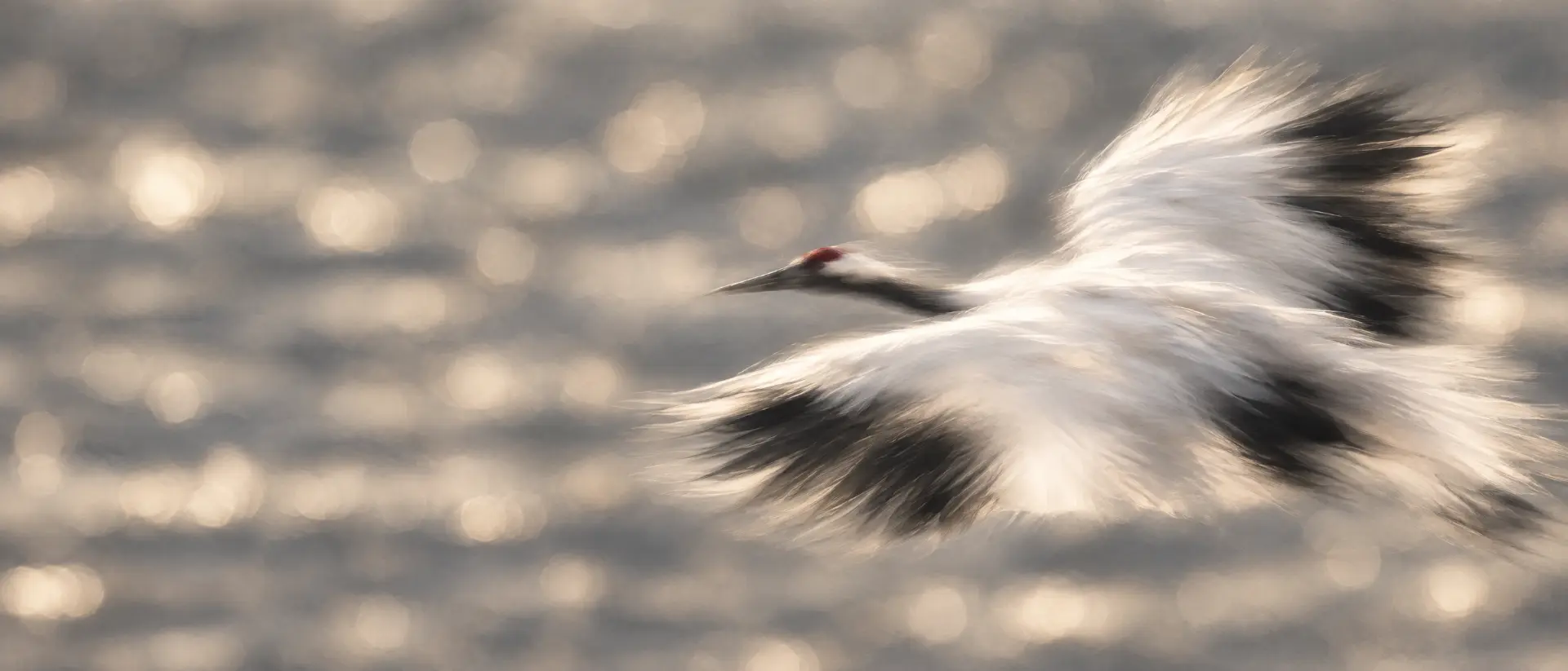 A red-crowned crane in flight over shimmering water